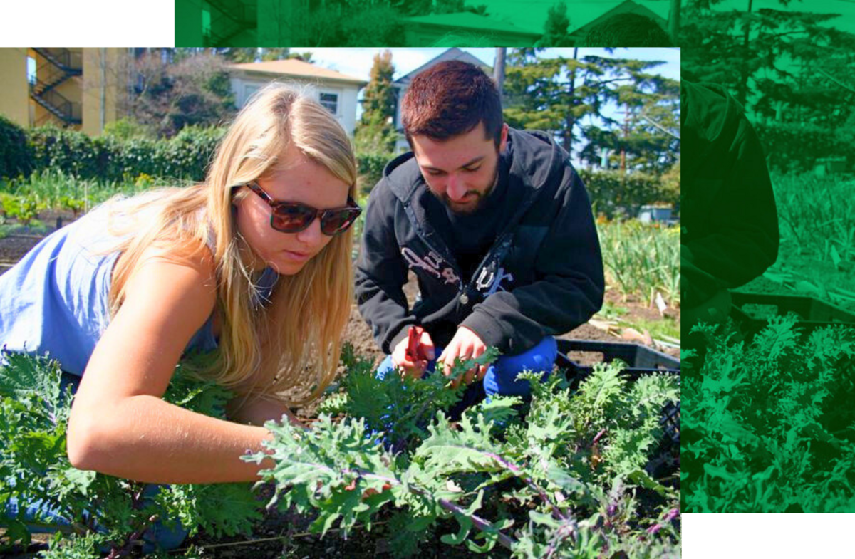 Photo of two students planting plants in garden with green color block design in background