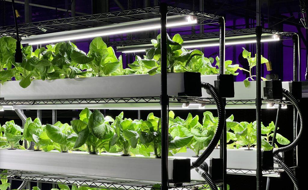 Plants growing in a vertical farm